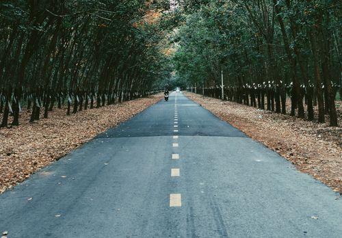 Free The road to the rubber forest Stock Photo