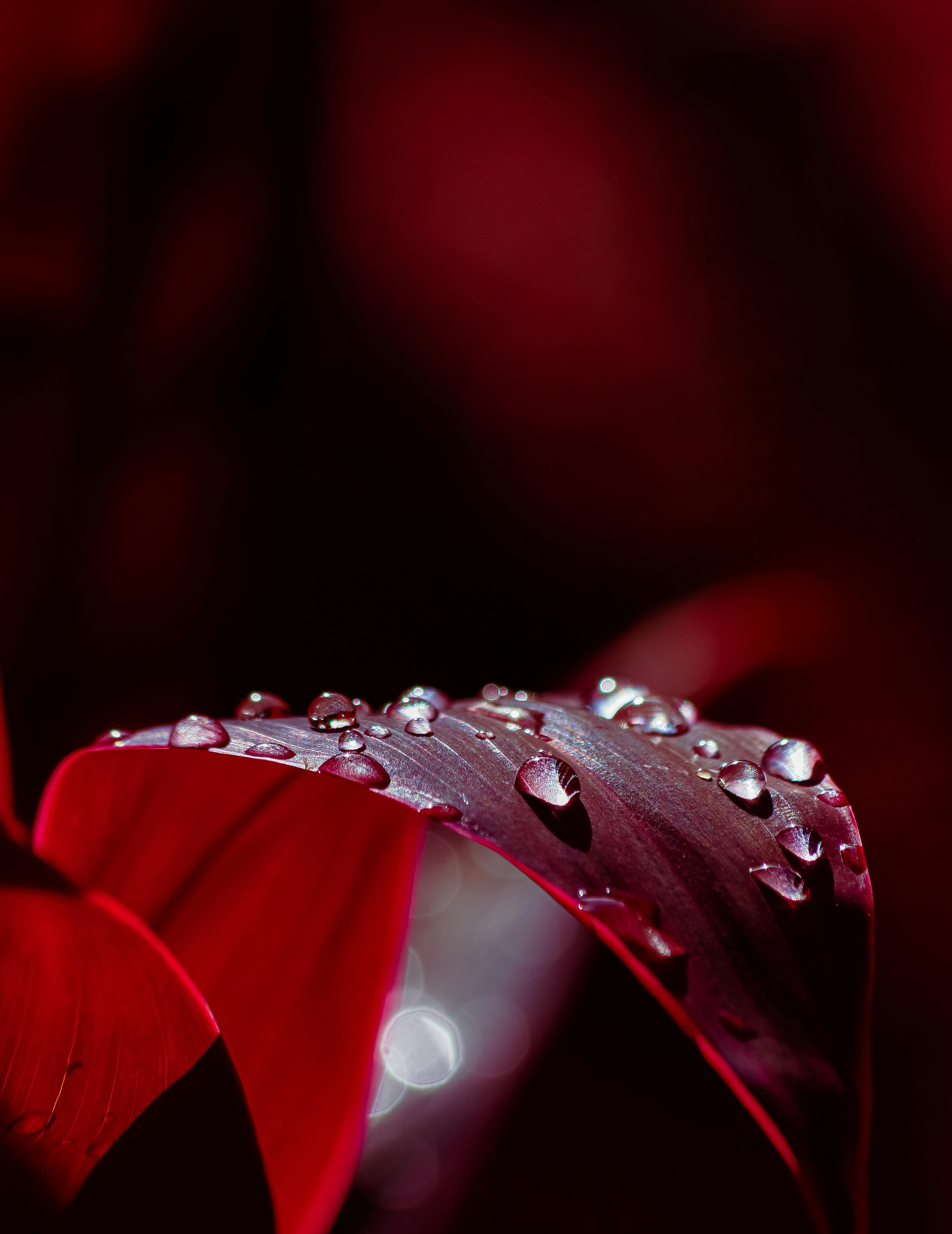 A vibrant close-up shot of dew droplets on a red leaf, capturing nature's intricate details.