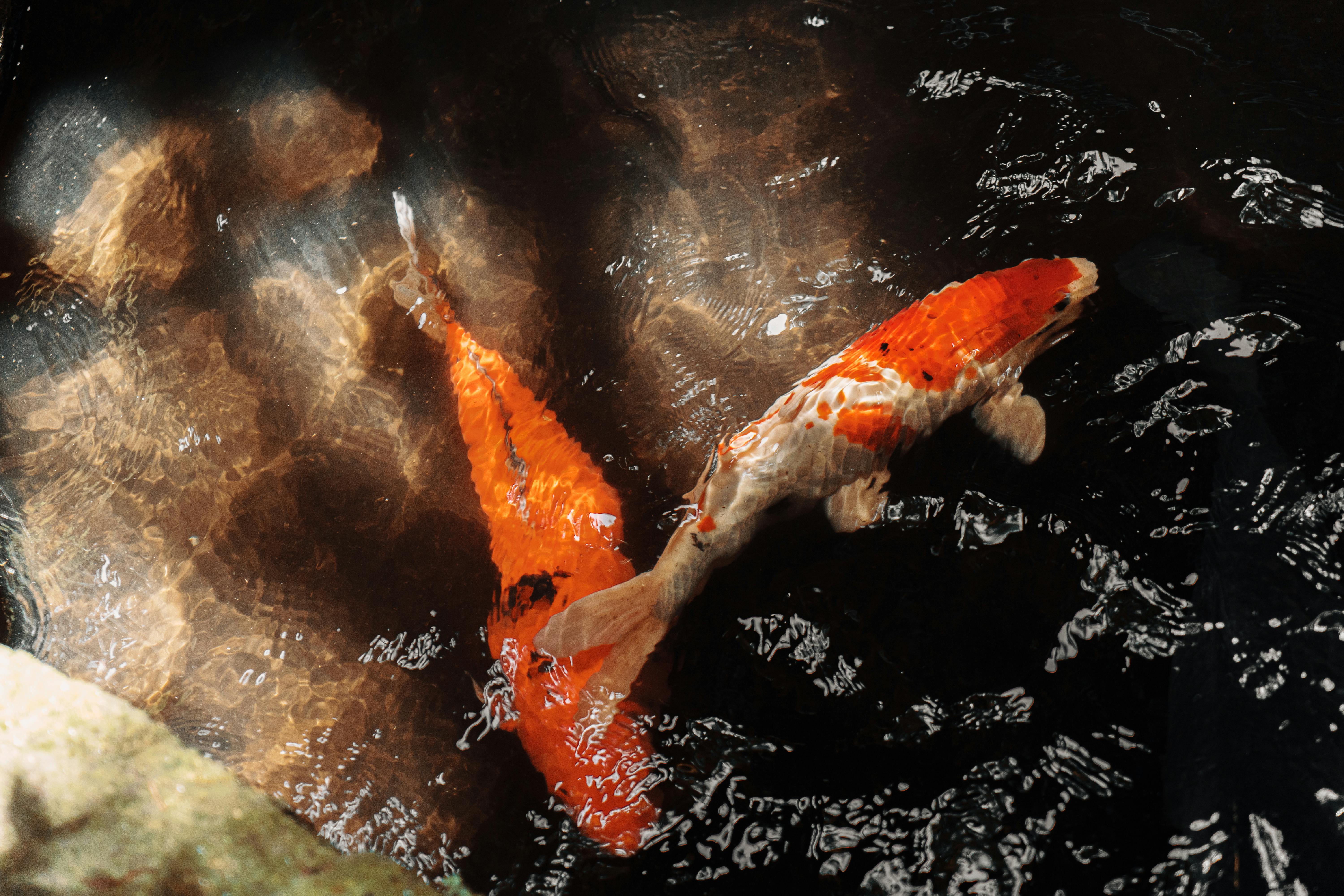 Captivating image of koi fish swimming in an outdoor pond in Bandung, Indonesia.