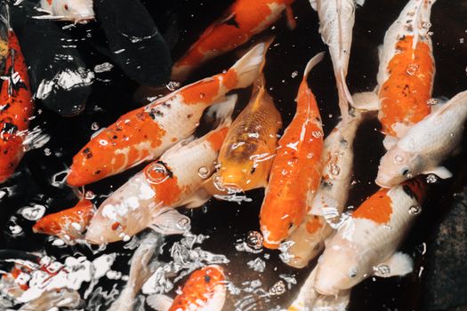 Vibrant koi fish swimming gracefully in a tranquil outdoor pond in Bandung.