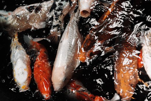 fish photo