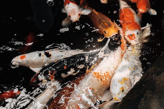 fish photo