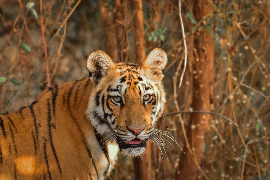 Tadoba Andhari Tiger Reserve, India - travel photo
