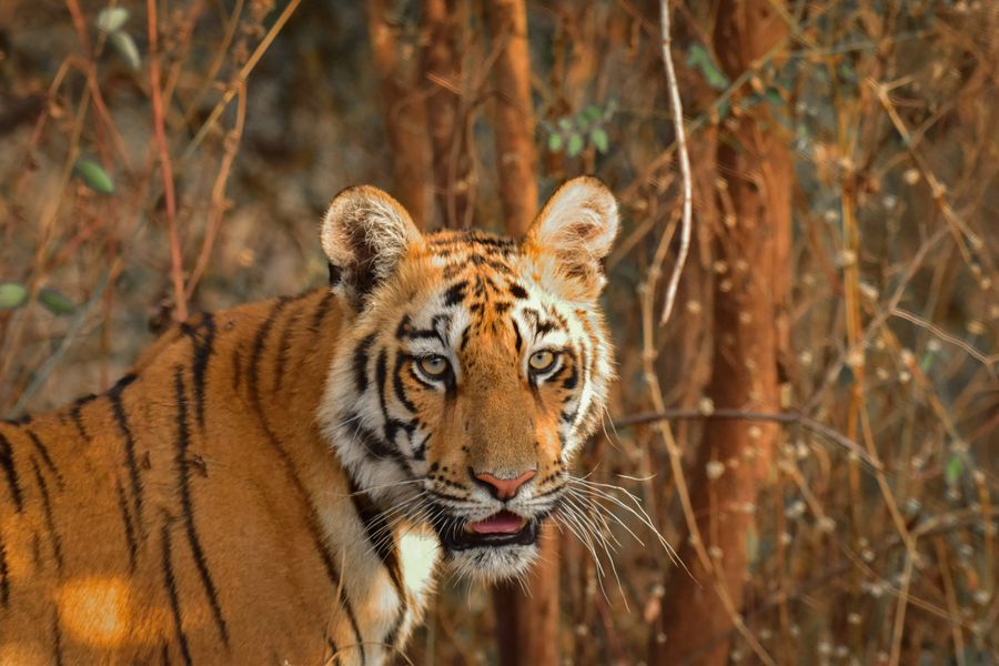 Tadoba Andhari Tiger Reserve photo 4