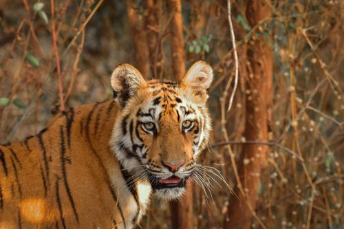 Free Detailed portrait of a Bengal tiger in its natural habitat in MH, India. Stock Photo