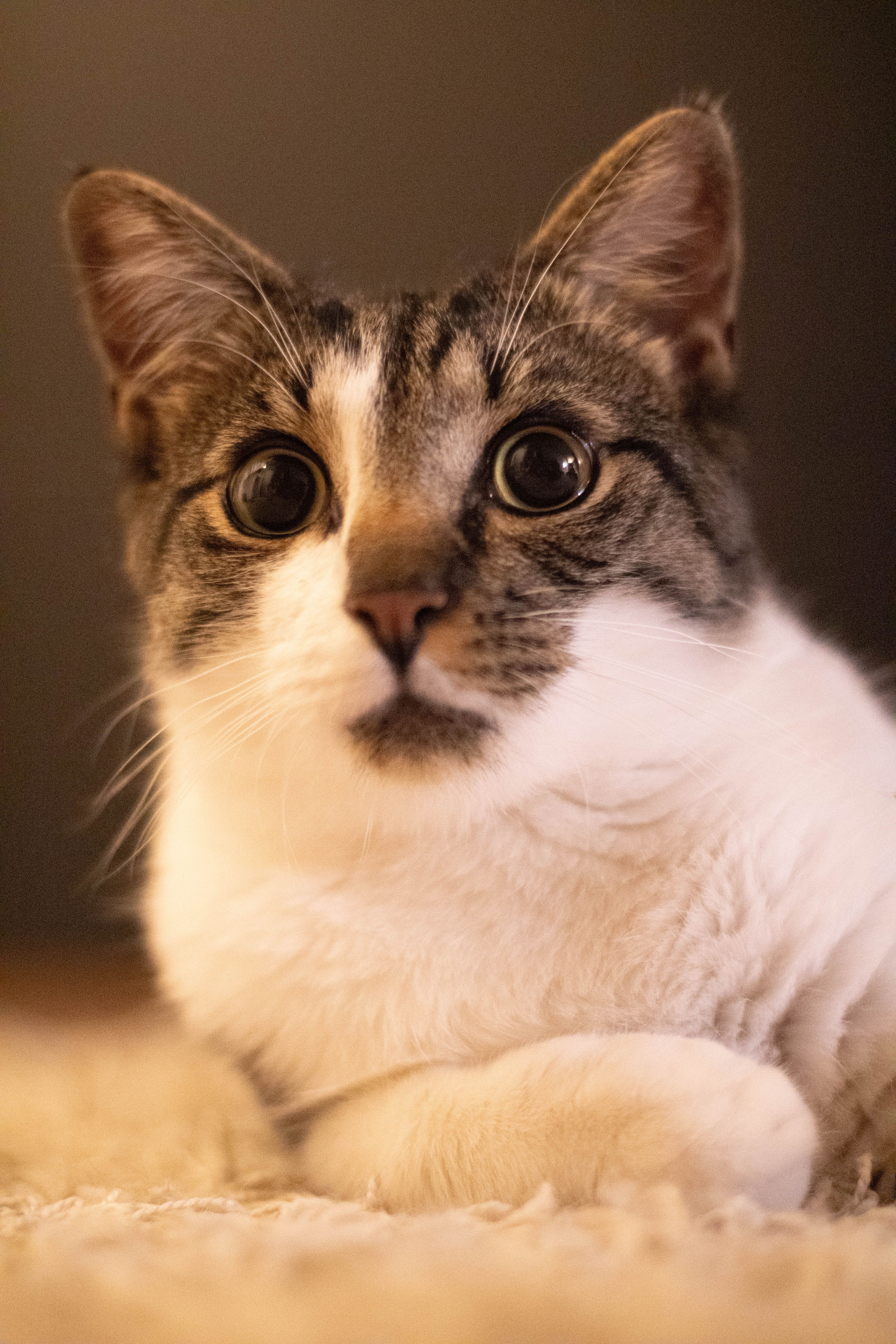 Cats