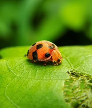 Vibrant macro shot of a ladybug on a green leaf, showcasing nature's details.