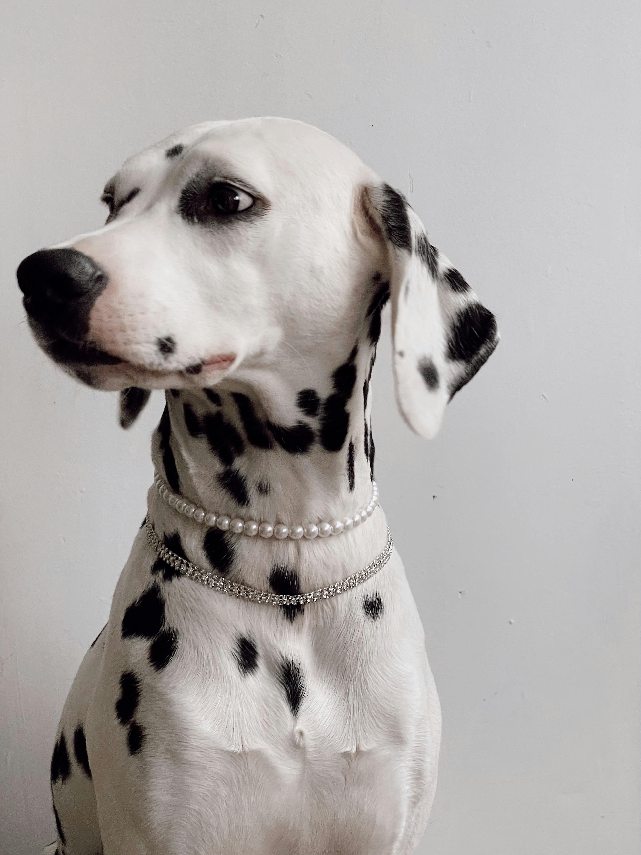 Kostnadsfria Charmig dalmatisk hund prydd med pärlor mot en vanlig bakgrund. Stock foto