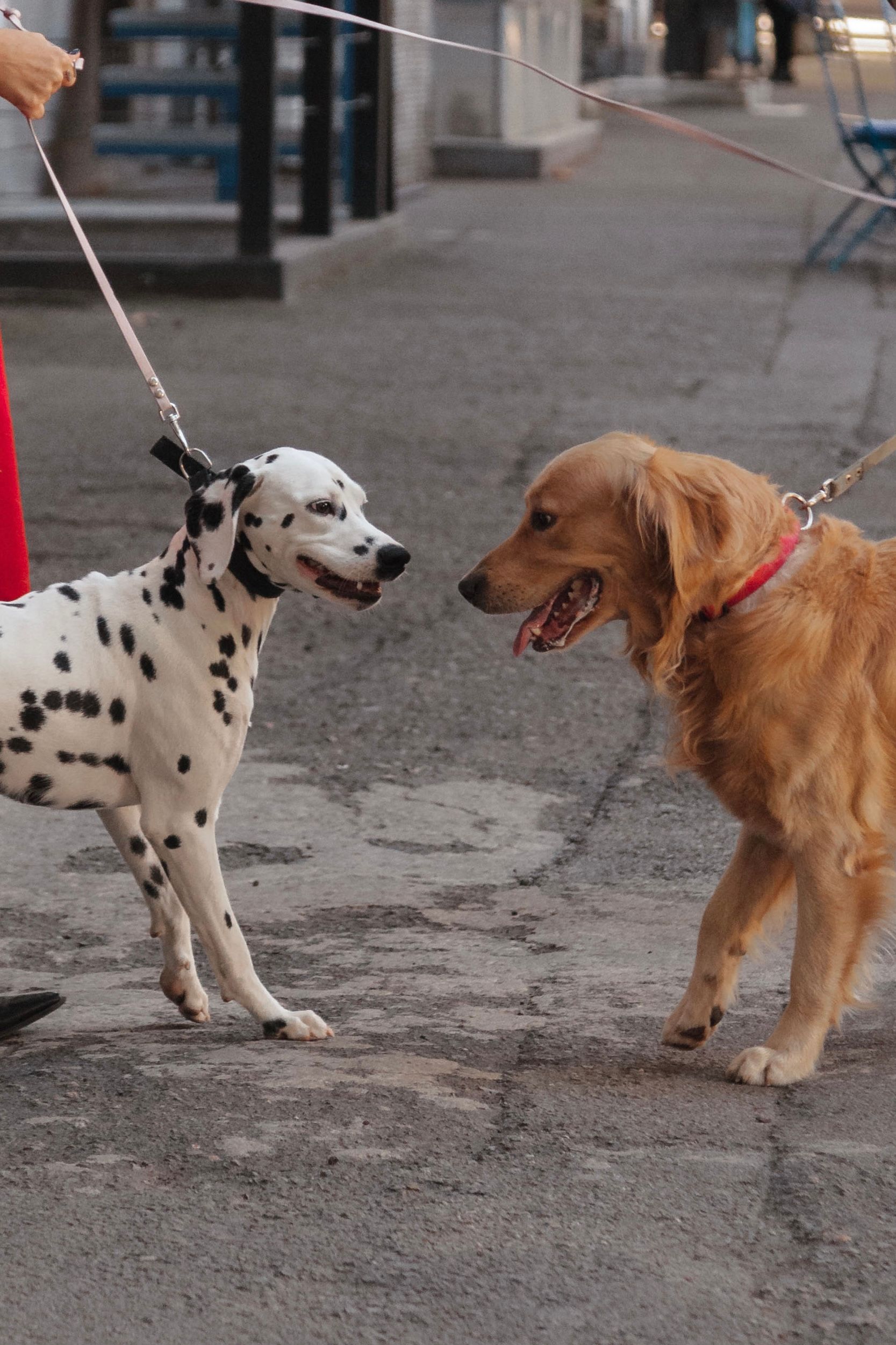 Chiot - Les 30 Premiers Jours à la Maison