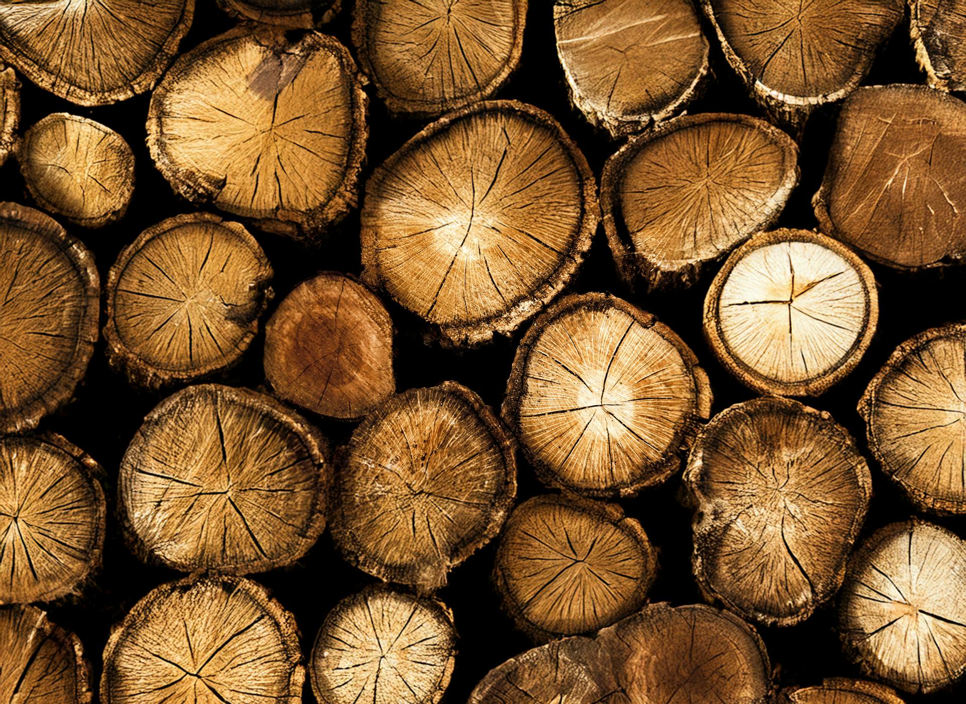 High-resolution close-up of timber log cross-sections with rich textures and earthy tones, perfect for natural themes.