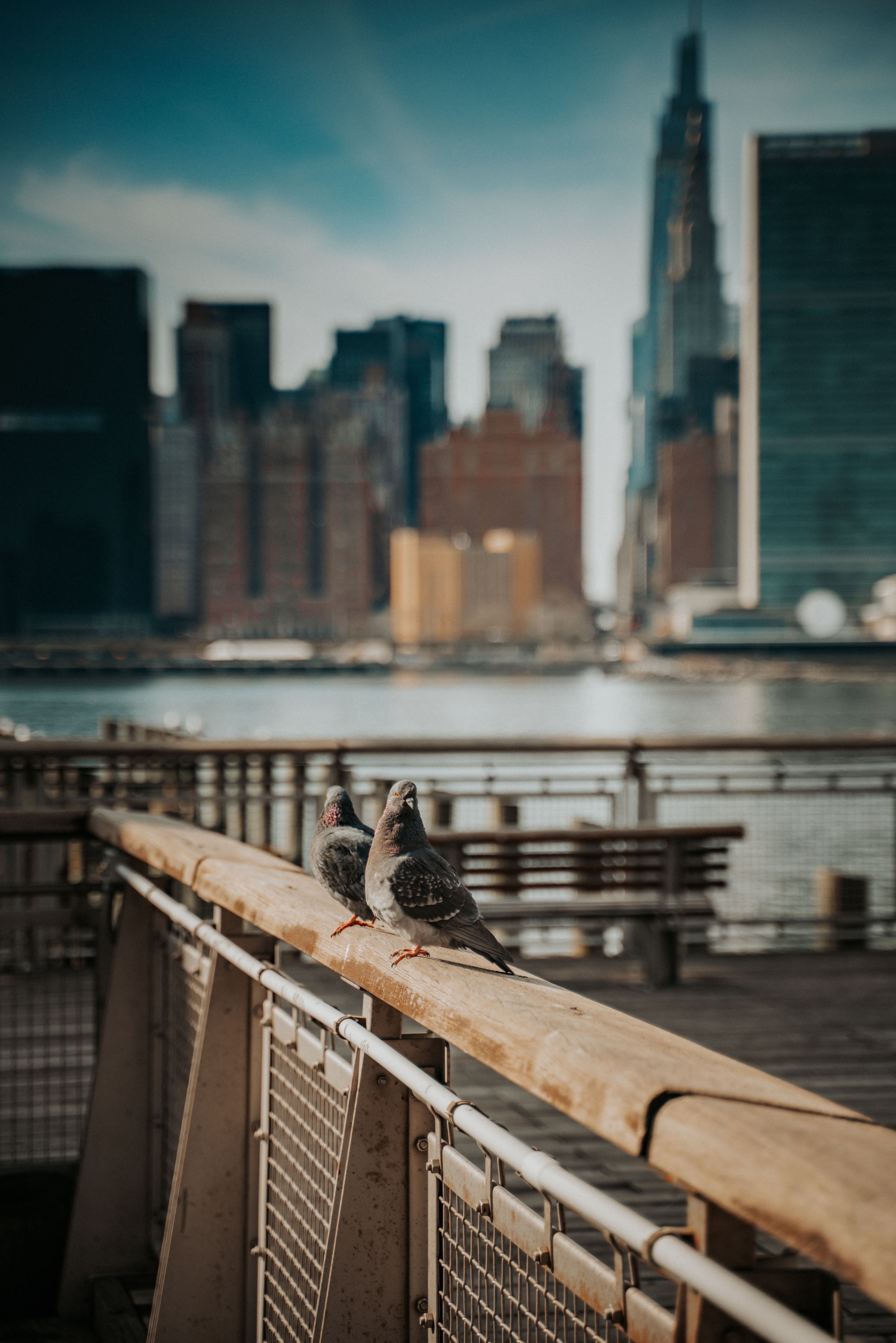 Pigeons Overlooking New York City Skyline · Free Stock Photo