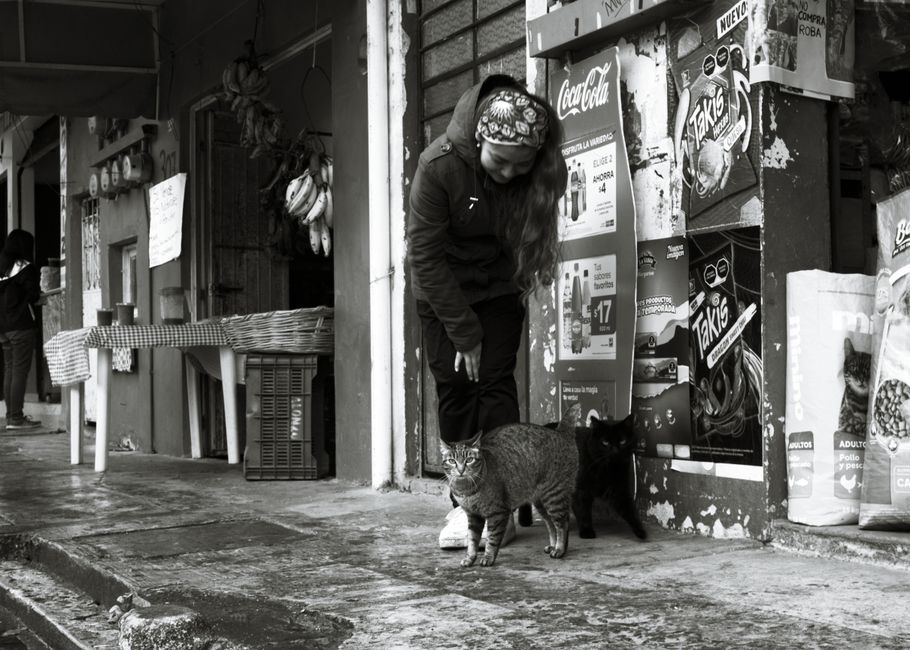 Pet shop / vet