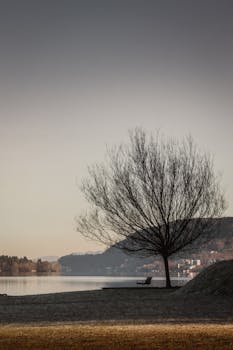 A tranquil lakeside scene with bare tree reflecting in calm waters during winter sunset.