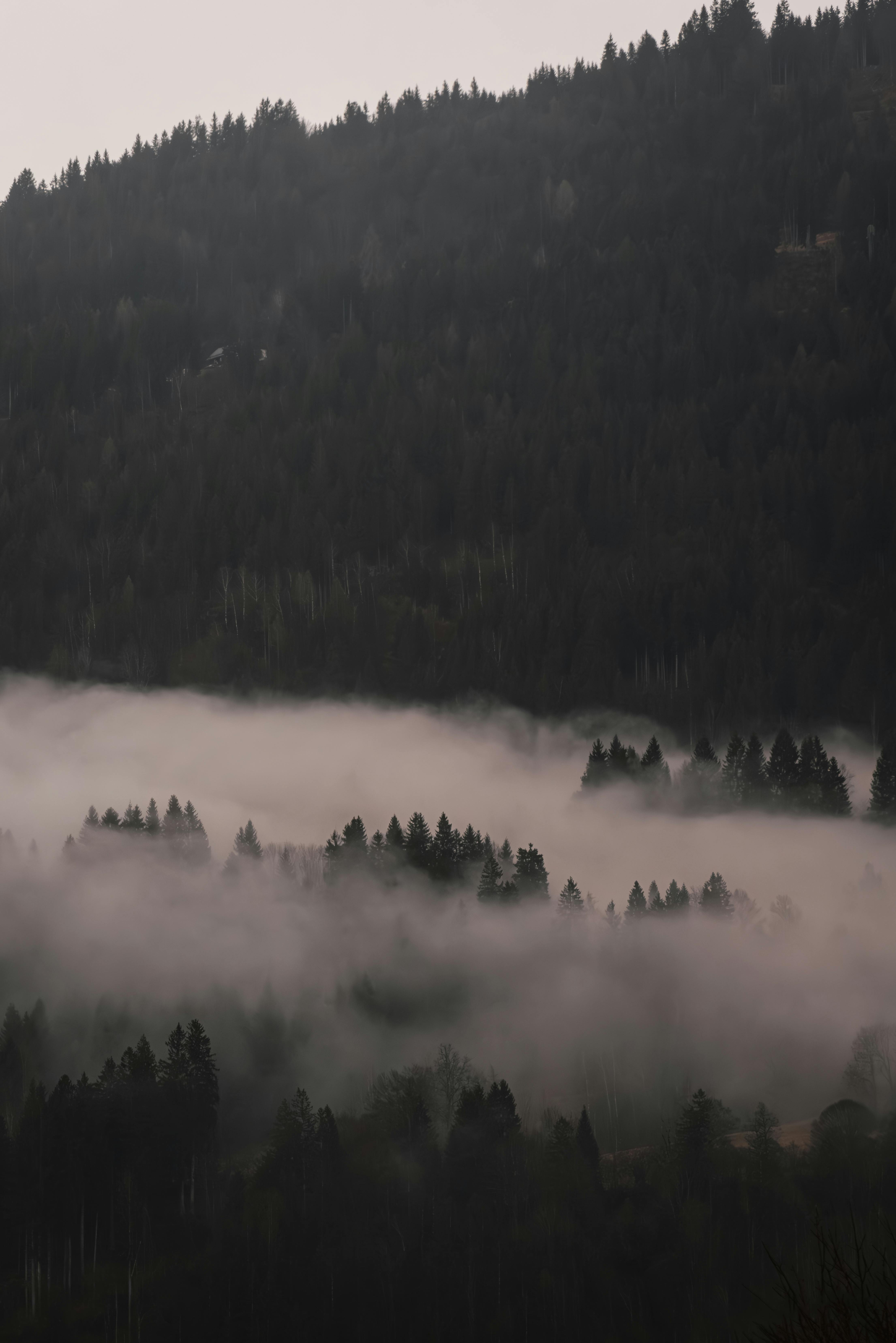 Tranquil misty forest in the morning surrounded by mountainous landscape.