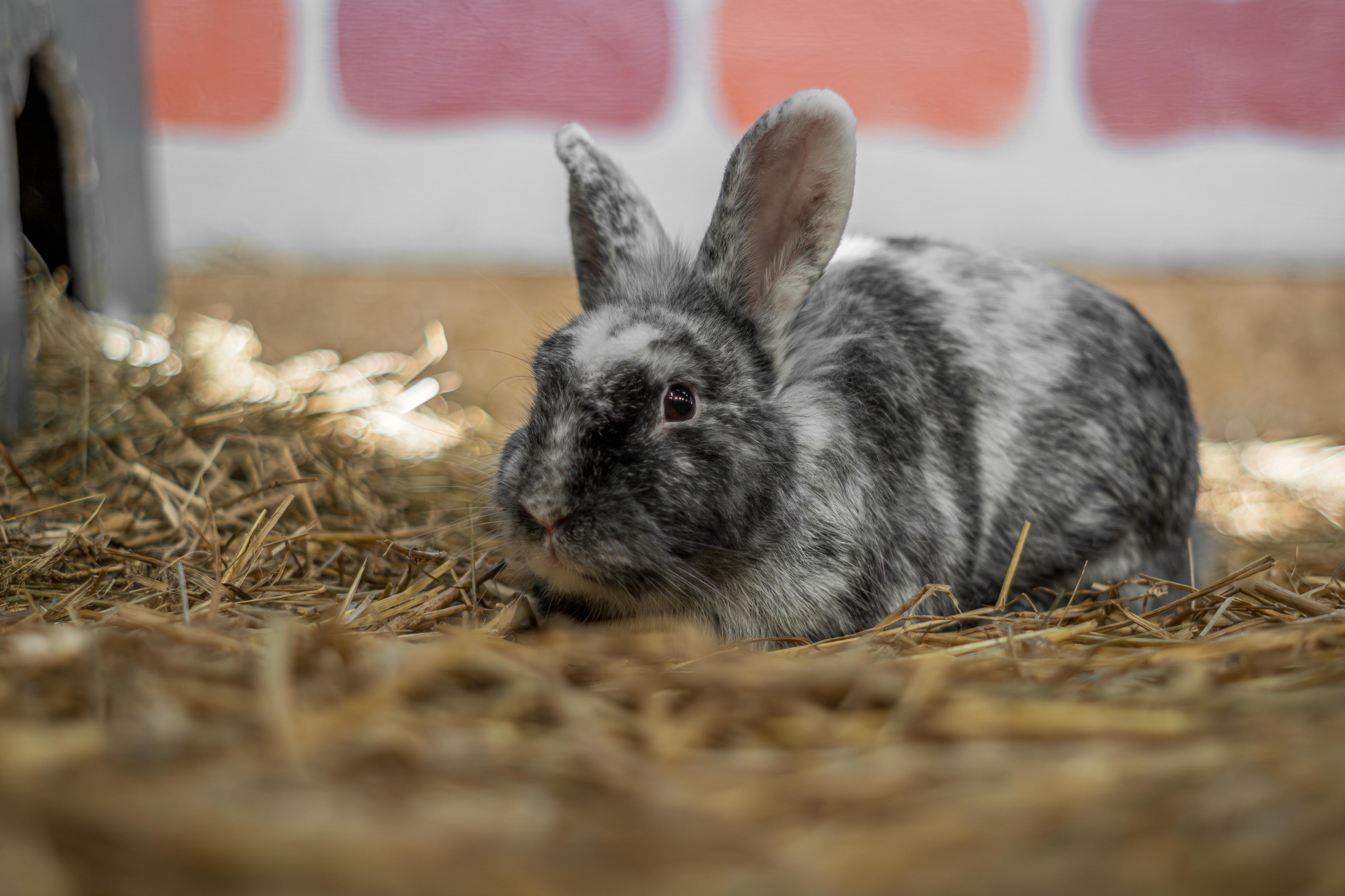 Portrait of Pet Rabbit · Free Stock Photo