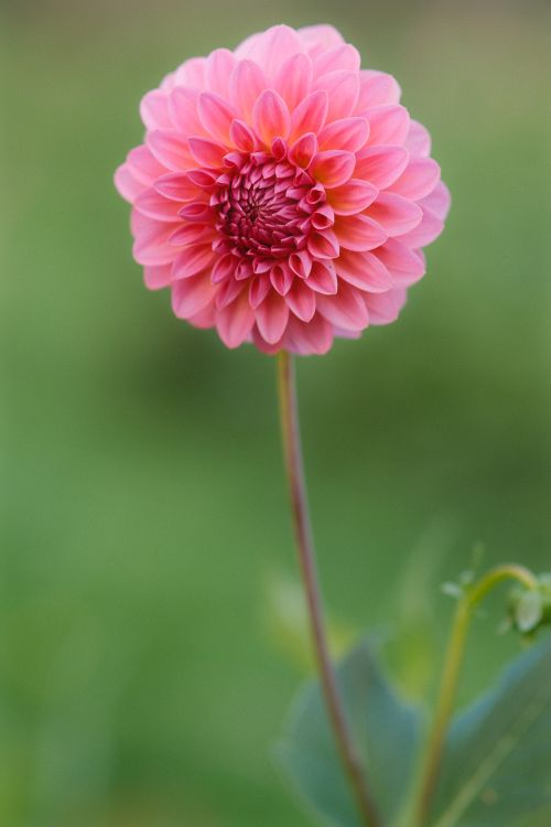 Free Vibrant pink dahlia flower in full bloom with lush background. Stock Photo