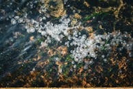 Underwater View of Jellyfish Swarm