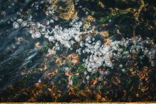 A mesmerizing aerial view of a swarm of jellyfish floating in the ocean, reflecting sunlight.