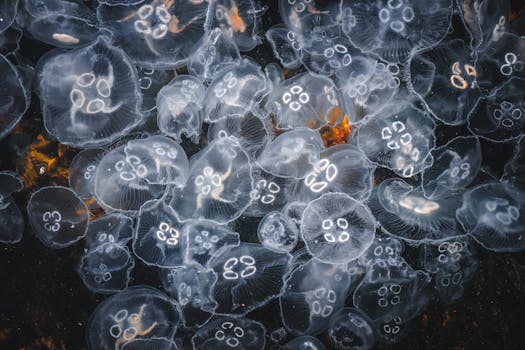 Mesmerizing swarm of jellyfish glowing softly underwater, showcasing marine life elegance.