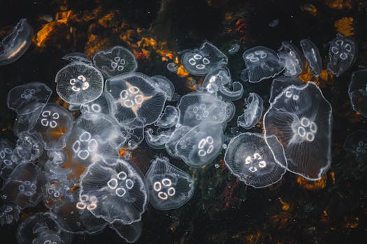 A mesmerizing view of jellyfish floating gracefully underwater, showcasing their delicate beauty.