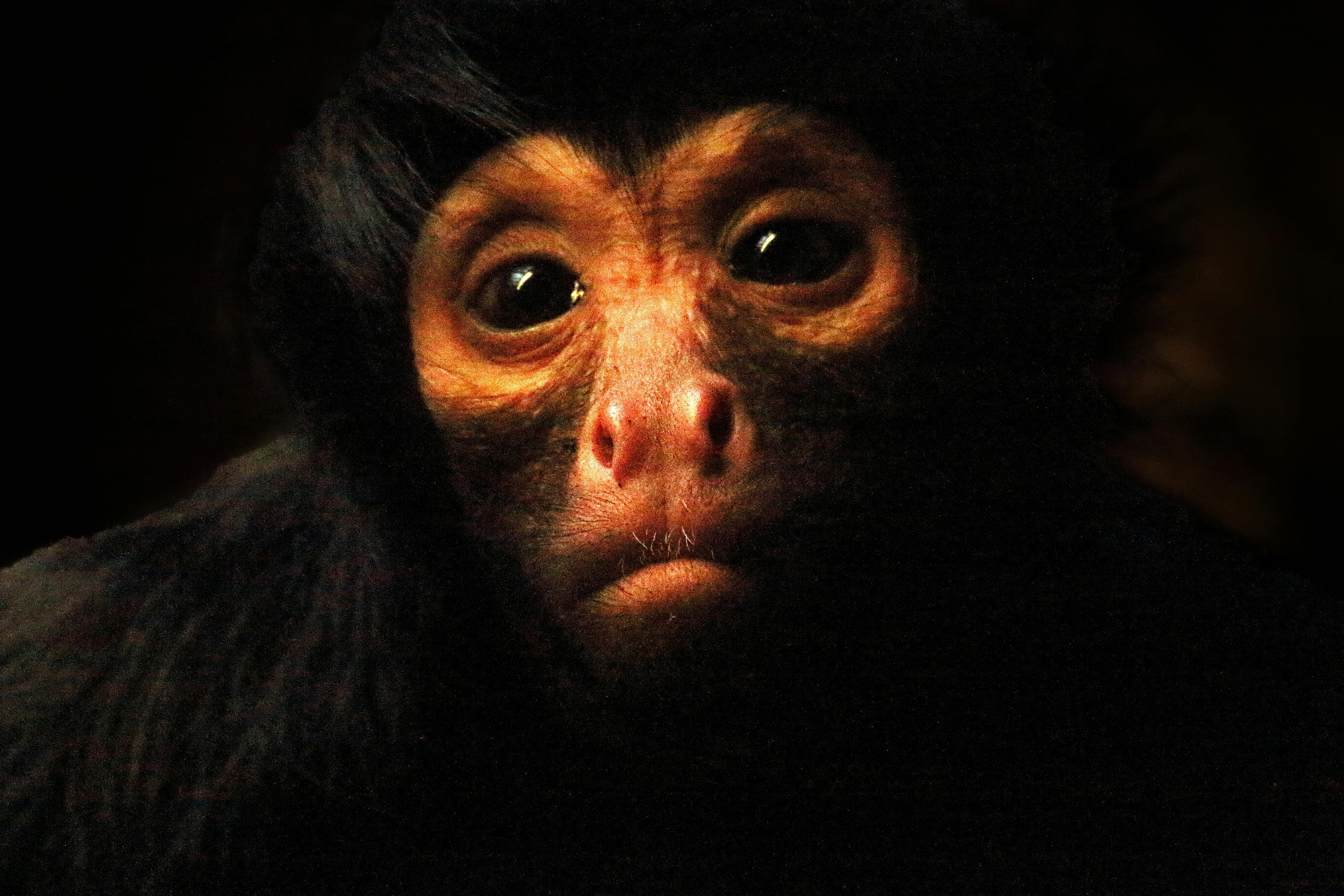 Free stock photo of ape, captivity, gorilla