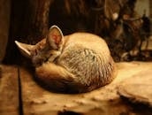 一只芬内克狐狸安静地蜷缩在光线温暖的木制表面上睡觉