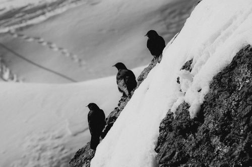 Free Three black birds perched on a snowy mountain slope in monochrome. Stock Photo