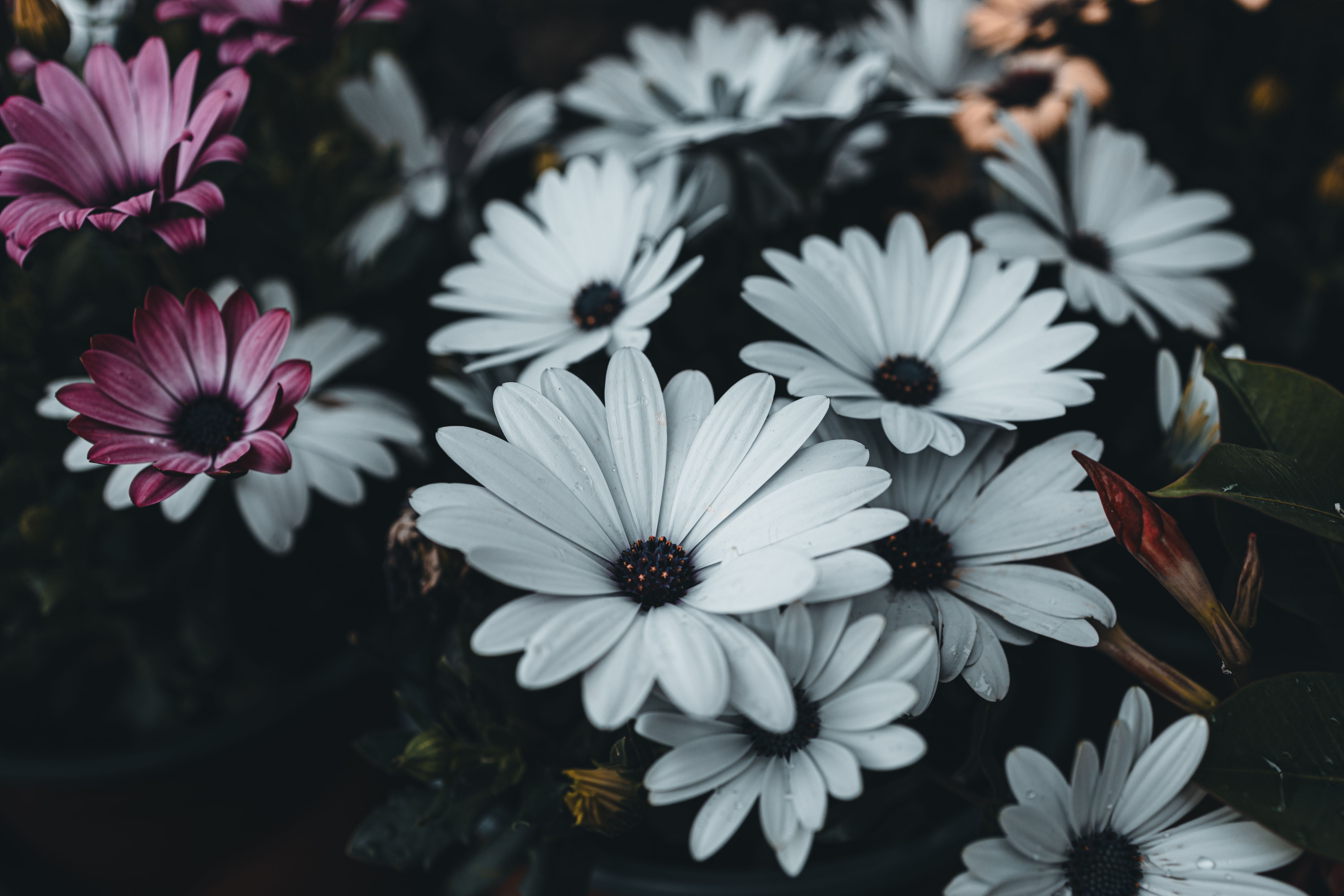 [ColoSach]-close-up-of-vibrant-white-and-pink-daisies-with-moody-tones-in-a-garden-environment.