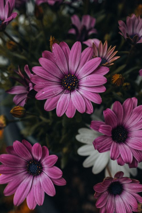 Free A captivating close-up of vivid pink and white daisies in full bloom in a garden setting. Stock Photo