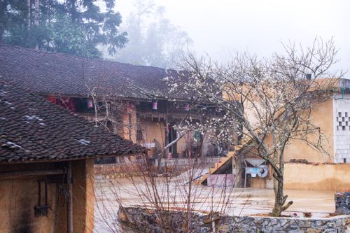 Free A serene courtyard featuring a blossoming tree and rustic buildings on a foggy day. Stock Photo