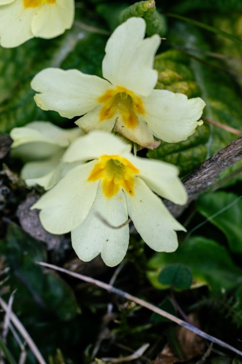 Free Vibrant yellow primrose flowers bloom among lush green leaves. Stock Photo