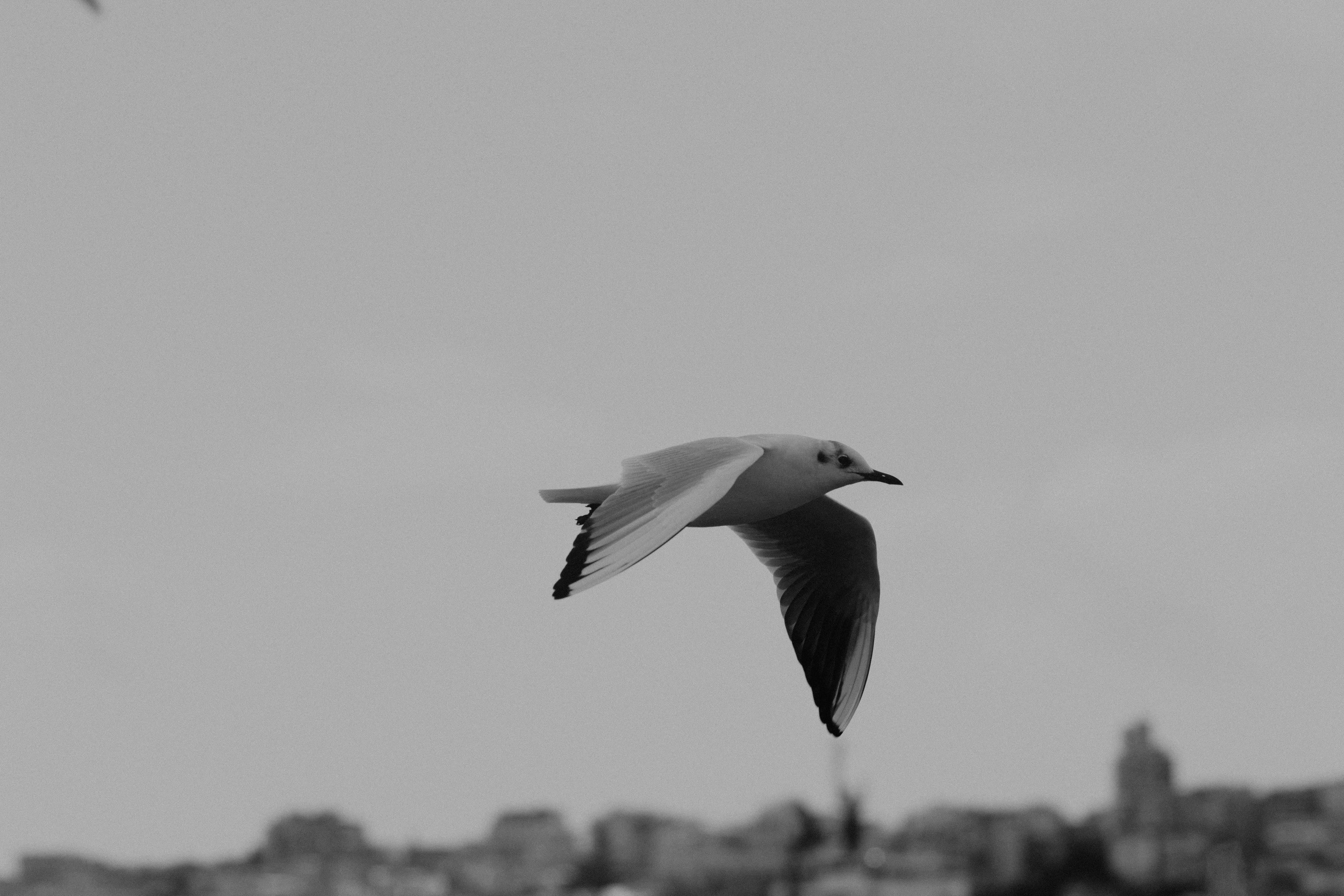 Kostenlos Ein monochromes Bild einer Möwe, die über Istanbul gleitet und die Essenz von Ruhe und Freiheit einfängt. Stock-Foto