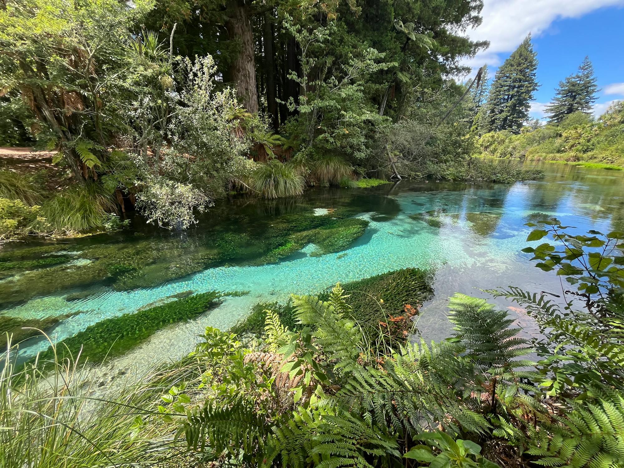 Pristine Forest River with Crystal Clear Water
Rotorua, New Zealand
