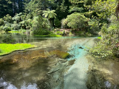 Free Crystal-clear stream surrounded by lush trees and greenery in a tranquil forest setting. Stock Photo