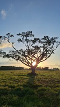 A solitary tree silhouette at sunset, casting long shadows on a green field.