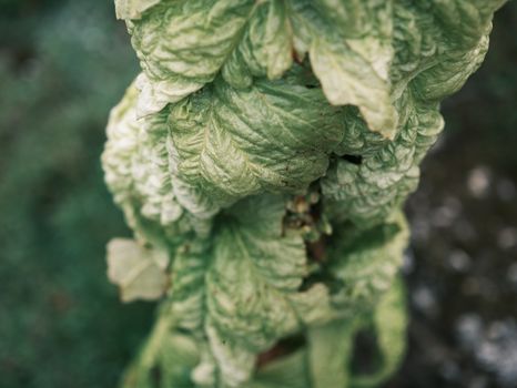 Detailed view of green spiral leaves showcasing natural texture and growth pattern.