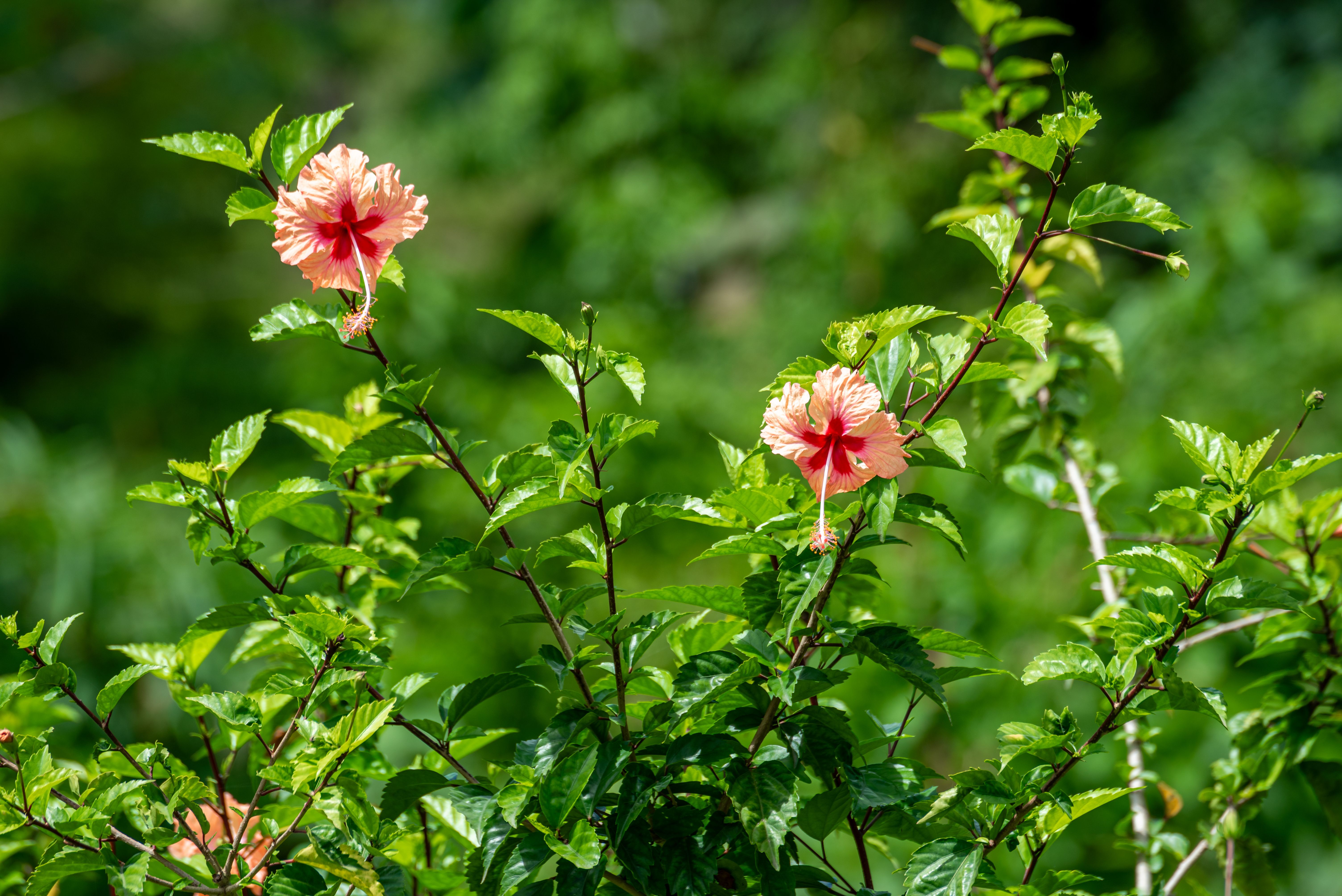 Beautiful Hibiscus Flowers in Trinidad Nature · Free Stock Photo