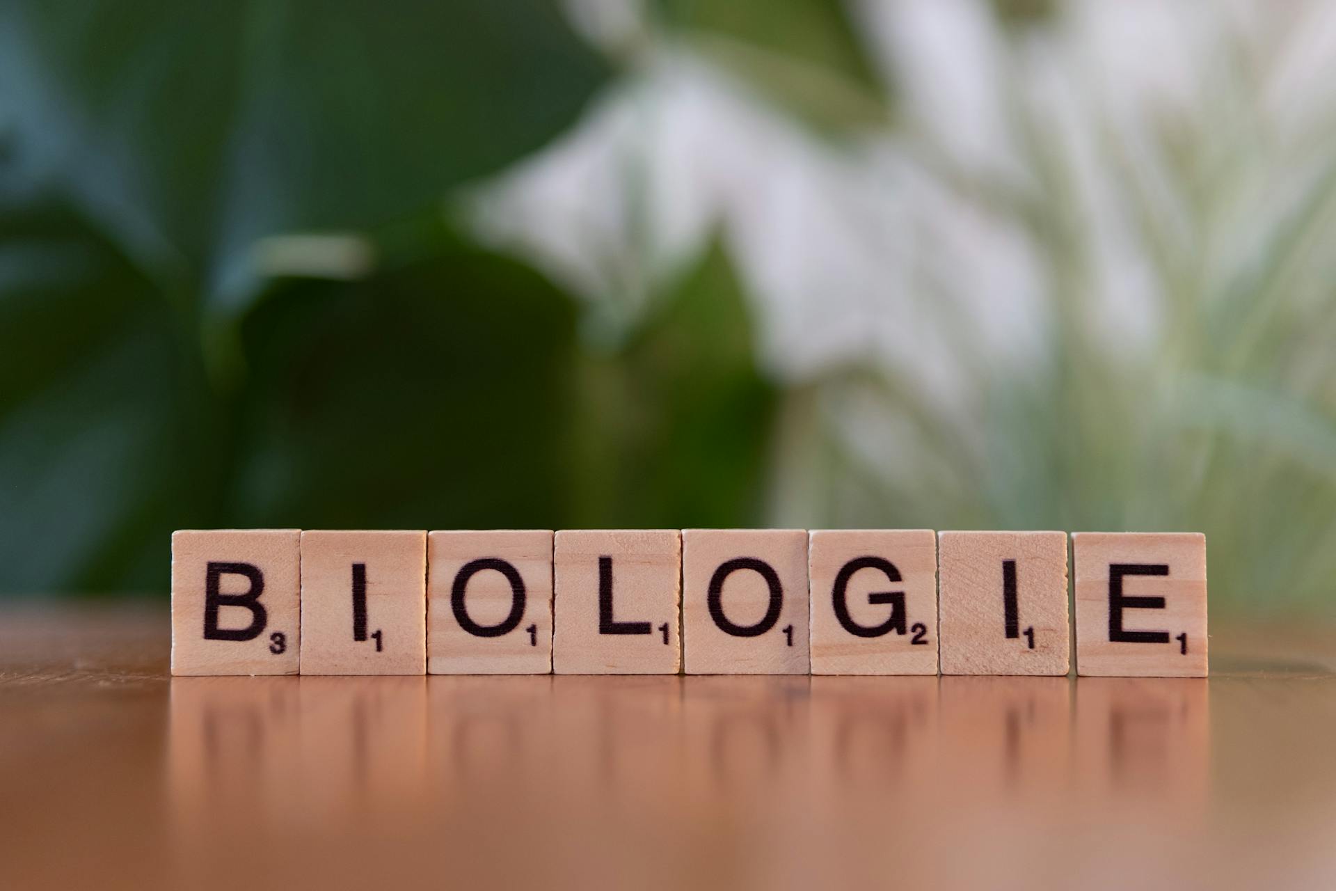 Wooden letter blocks spelling 'Biologie' against a blurred green leafy background.