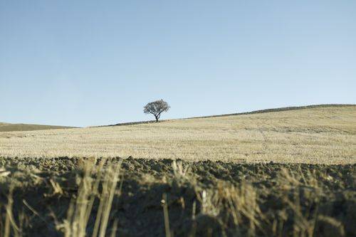 Free A lone tree stands in a vast, dry field under a clear blue sky, evoking isolation. Stock Photo