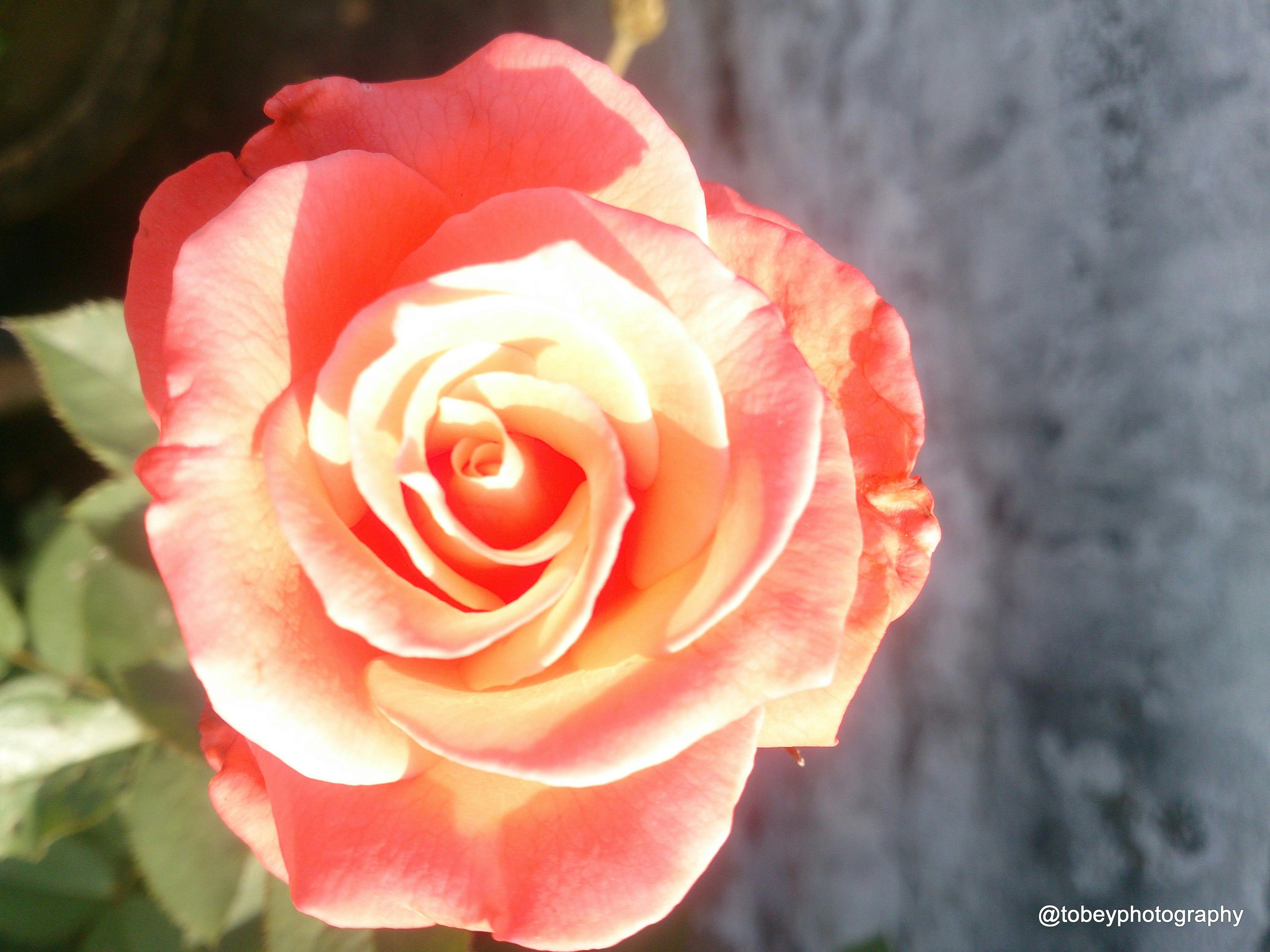 Kostenloses Foto zum Thema: blume, blumen wallpaper, farbklecks