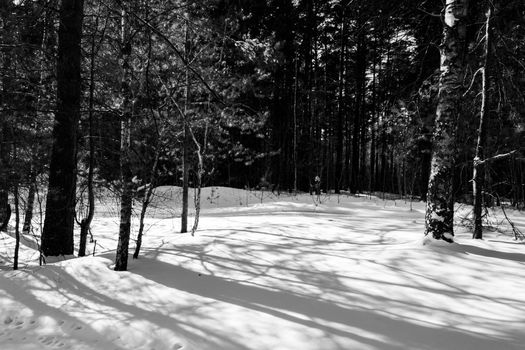 A peaceful winter forest scene with snow and shadows in monochrome.