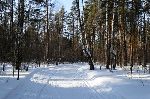 Free Snowy path in a serene winter forest with tall trees and bright sunlight. Stock Photo