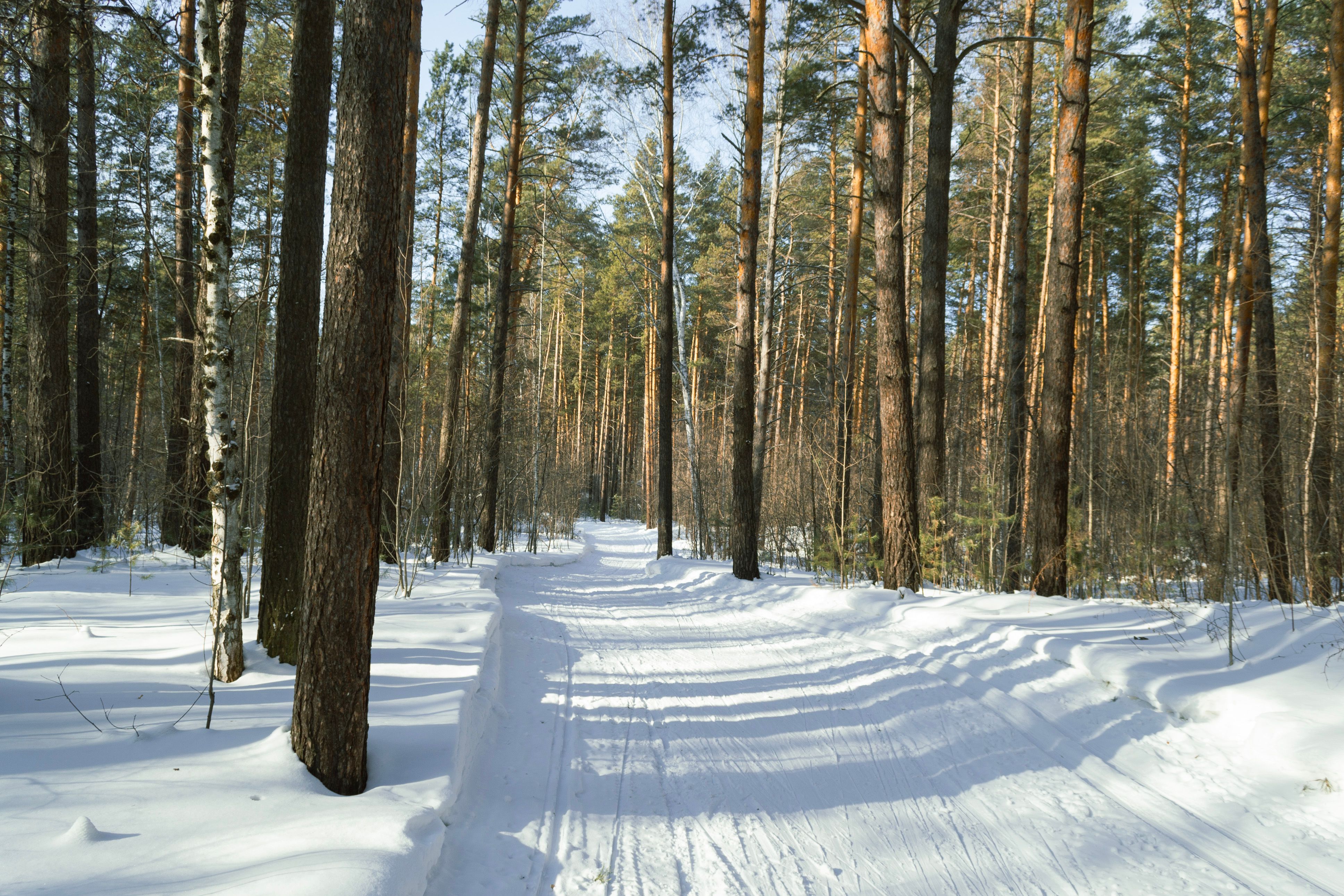 Snowy Forest Path in Winter Sunlight · Free Stock Photo