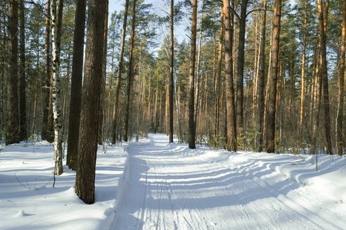 Free A serene snowy forest path illuminated by winter sunlight, showcasing natural beauty. Stock Photo