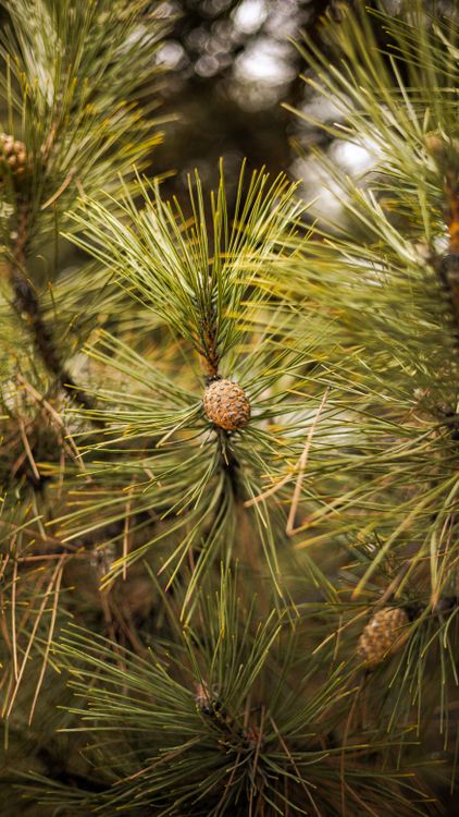 Primer Plano De Agujas De Pino Verdes Y Piña · Foto de stock gratuita