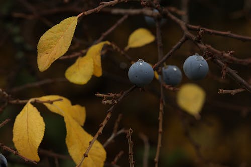 Ripe berries hanging on twigs of shrub near yellow leaves on autumn day in forest