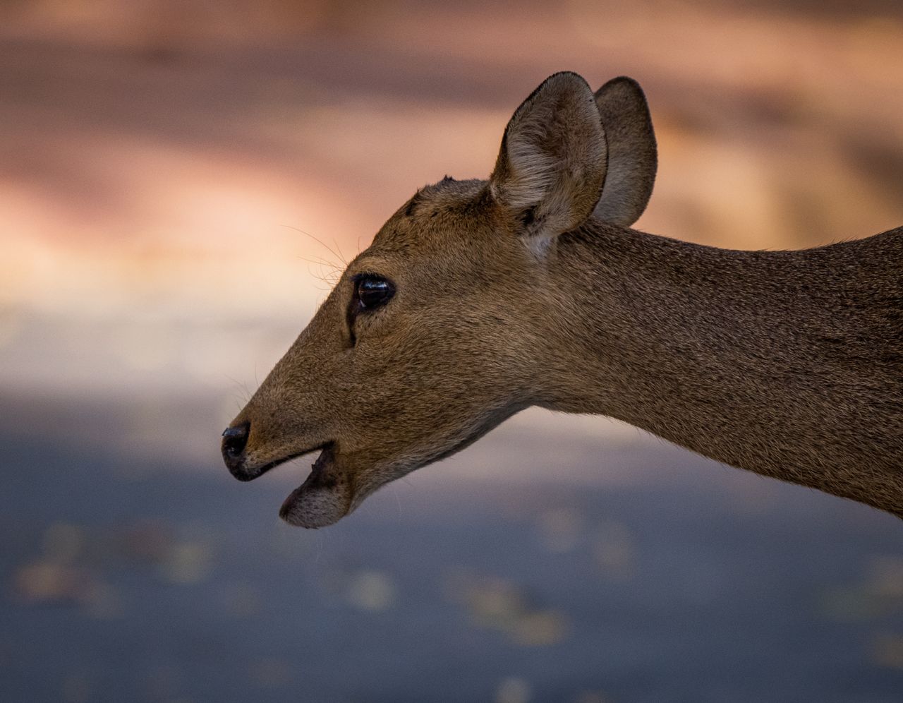 close up portrait of a deer in the wild captured in thailand s natural