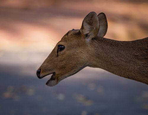 Free Close-up portrait of a deer in the wild, captured in Thailand's natural setting. Stock Photo