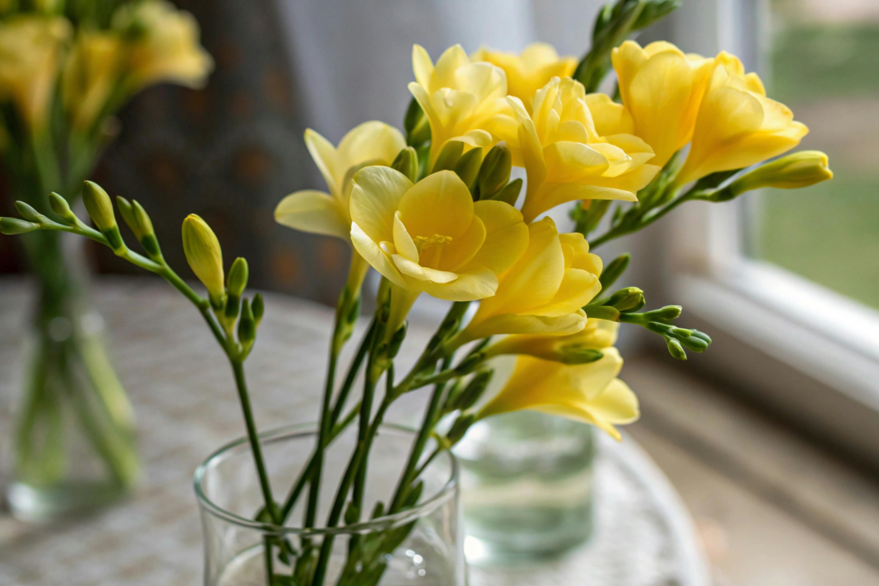 Freesias