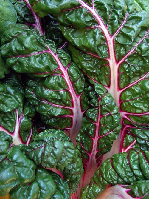 Free Bright and fresh Swiss chard leaves showcasing their vivid colors and textures. Stock Photo